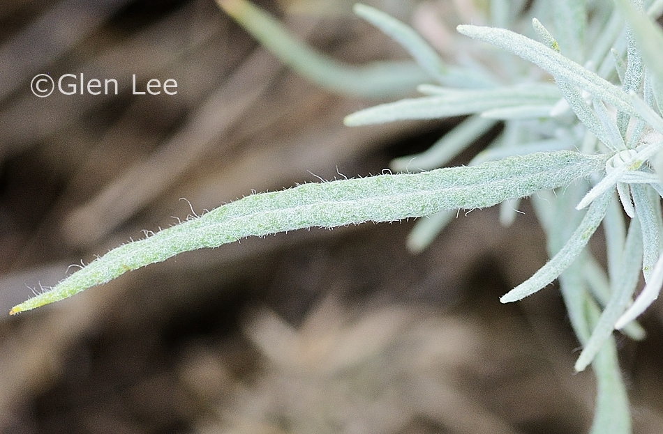 Krascheninnikovia lanata photos Saskatchewan Wildflowers